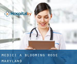 Medici a Blooming Rose (Maryland)
